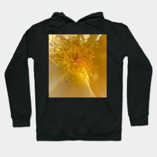 Interior Sun Hoodie